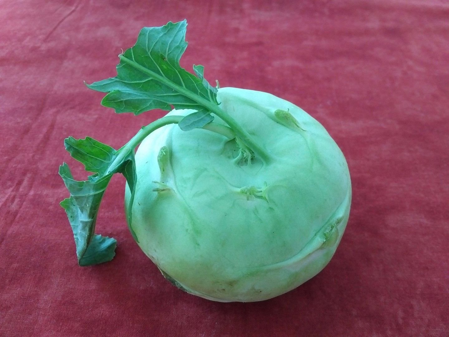 MEET THE HUMBLE KOHLRABI